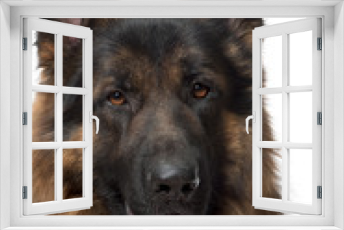 Fototapeta Naklejka Na Ścianę Okno 3D - Close-up of German Shepherd Dog, 2 years old