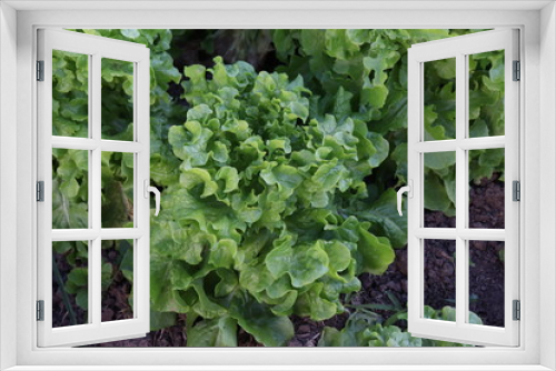 Fototapeta Naklejka Na Ścianę Okno 3D - fresh lettuce in the garden