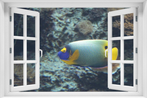 Fototapeta Naklejka Na Ścianę Okno 3D - Blueface Angelfish, blue face,  ブルーフェイス・エンゼル（和名　アデヤッコ） 