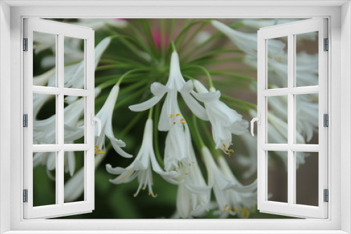 Fototapeta Naklejka Na Ścianę Okno 3D - closeup of white flower