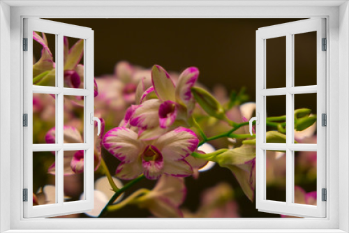 Fototapeta Naklejka Na Ścianę Okno 3D - Pink and white orchids on a green branch with blurred for writing text dark background.