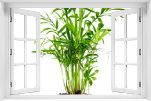 Fototapeta Naklejka Na Ścianę Okno 3D - Houseplant in flowerpot isolated on white background. Indoor plant with green leaves. Chamaedorea, Parlor palm