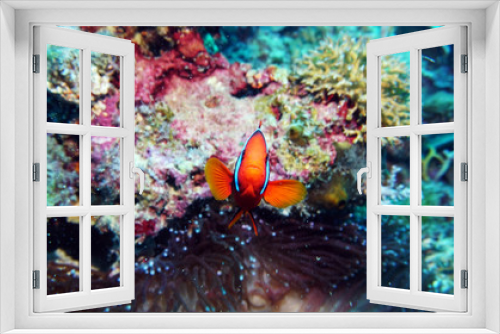 Fototapeta Naklejka Na Ścianę Okno 3D - red clown fish on the background of anemones on a coral reef
