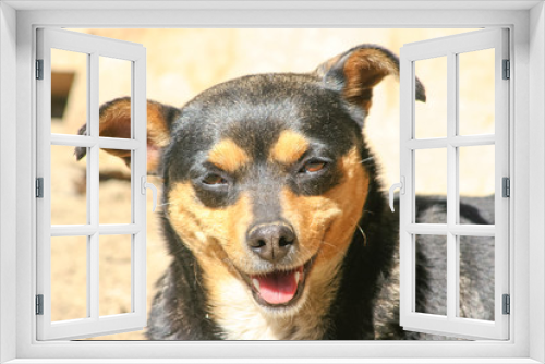 Fototapeta Naklejka Na Ścianę Okno 3D - dog smile and happy in summer sunny day