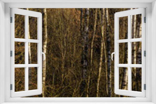 Fototapeta Naklejka Na Ścianę Okno 3D - Birch forest in winter, Galicia. Spain.