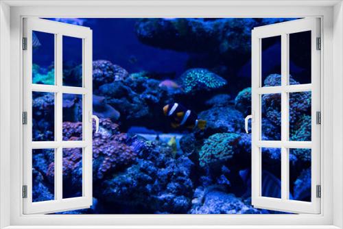 Fototapeta Naklejka Na Ścianę Okno 3D - fish swimming under water in aquarium with corals
