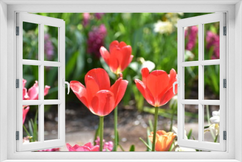 Fototapeta Naklejka Na Ścianę Okno 3D - Three red Tulipa gesneria blooming in Keukenhof gardens