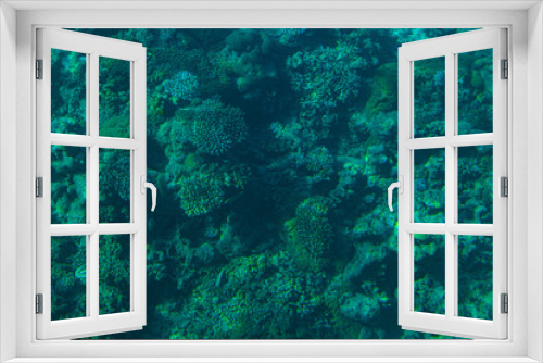 Fototapeta Naklejka Na Ścianę Okno 3D - Red Sea Corals