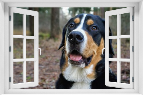 Fototapeta Naklejka Na Ścianę Okno 3D - portrait of dog