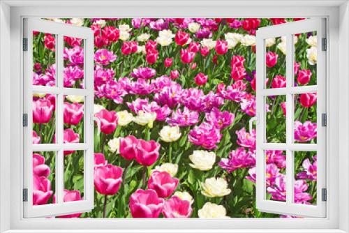 Fototapeta Naklejka Na Ścianę Okno 3D - Tulips