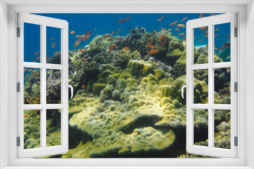 Fototapeta Naklejka Na Ścianę Okno 3D - School of orange fish swimming over large hard coral head 