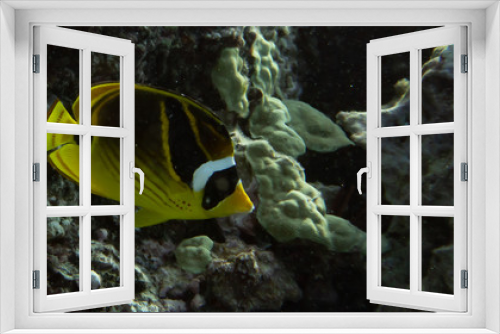 Fototapeta Naklejka Na Ścianę Okno 3D - (Underwater photography)