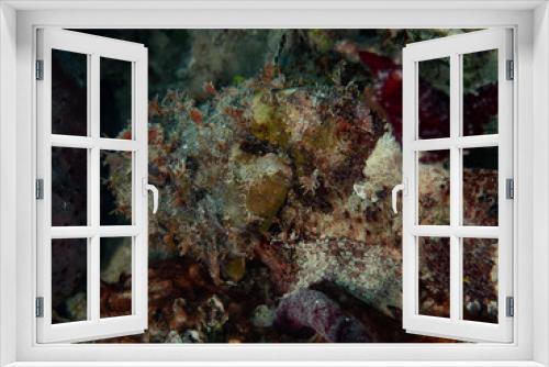 Fototapeta Naklejka Na Ścianę Okno 3D - Scorpion fish (Underwater photography)