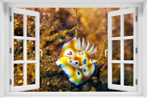 Fototapeta Naklejka Na Ścianę Okno 3D - Nudibranch (Underwater Photography)