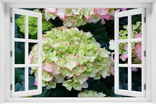 Fototapeta Naklejka Na Ścianę Okno 3D - Beautiful pink and white big-leaf hydrangea, a perennial plant
