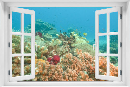 Fototapeta Naklejka Na Ścianę Okno 3D - scuba diving past hard corals at rainbow reef in fiji