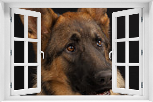 Fototapeta Naklejka Na Ścianę Okno 3D - German shepherd dog portrait on black background