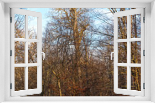 Fototapeta Naklejka Na Ścianę Okno 3D - Fontainebleau forest in winter season