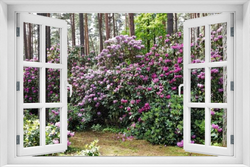 Fototapeta Naklejka Na Ścianę Okno 3D - Rhododendron bushes bloom in large beautiful flowers on warm May days