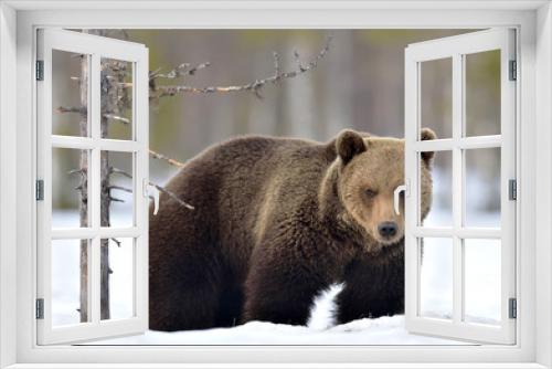 Fototapeta Naklejka Na Ścianę Okno 3D - Wild Adult Brown bear in winter forest. Scientific name: Ursus Arctos. Natural Habitat.