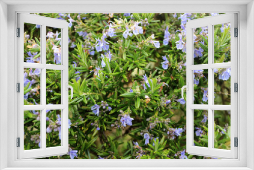 Fototapeta Naklejka Na Ścianę Okno 3D - Rosemary plant, Salvia rosmarinus, in flower, close up