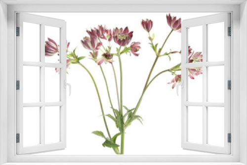 Fototapeta Naklejka Na Ścianę Okno 3D - Beautiful fresh pink astrantia flowers isolated on white