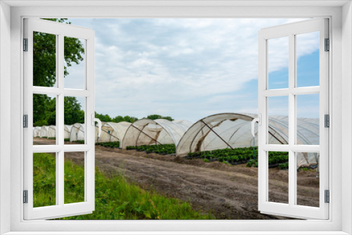 Fototapeta Naklejka Na Ścianę Okno 3D - Green houses constructions on strawberry fields, strawberry plants in rows growing on  farm