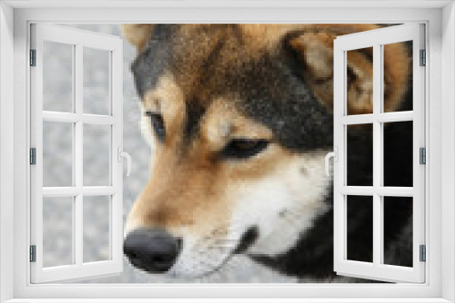 Fototapeta Naklejka Na Ścianę Okno 3D - 日本犬