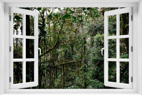 Fototapeta Naklejka Na Ścianę Okno 3D - Flora and Fauna in the Ecuadorian subtropical rainforest