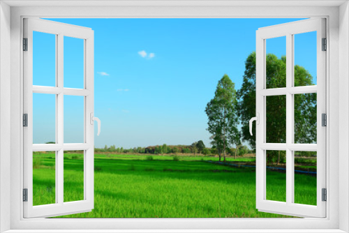 Fototapeta Naklejka Na Ścianę Okno 3D - green farmland full of green rice leaves and big tree on the right and sunlight of evening