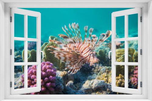 Fototapeta Naklejka Na Ścianę Okno 3D - Lionfish (Pterois) in the coral reefs of egypts read sea close to Marsa Alam 