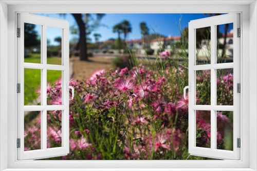 Fototapeta Naklejka Na Ścianę Okno 3D - Fairy duster blooming, a beautiful spring day. Selective focus. 