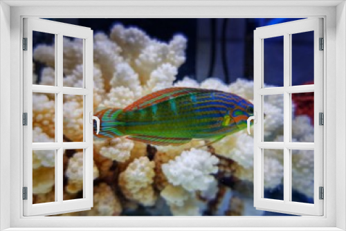 Fototapeta Naklejka Na Ścianę Okno 3D - Hoevens saltwater wrasse fish -  Halichoeres melanurus