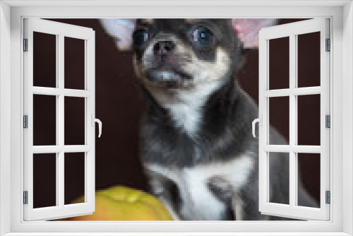 Fototapeta Naklejka Na Ścianę Okno 3D - A blue Chihuahua puppy sits with an Apple on a dark background.
