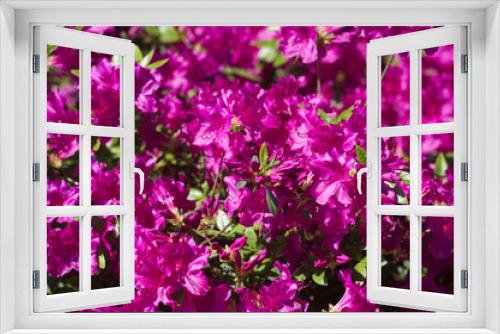 Fototapeta Naklejka Na Ścianę Okno 3D - Full bloom hybrid Pontic Rhododendron (Rhododendron ponticum) in springtime which is evergreen shrub has pretty cluster of large flower use as landscaped ornamental plan.