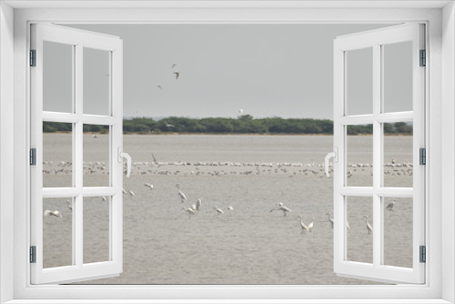 Fototapeta Naklejka Na Ścianę Okno 3D - folk of gull birds and other cranes sitting, haunting and searching for food in the lake in india