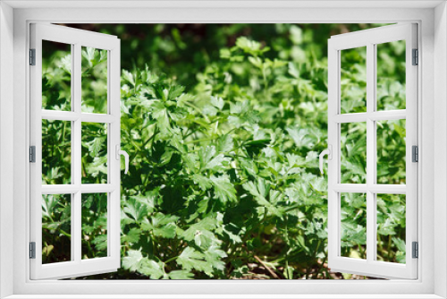 Fototapeta Naklejka Na Ścianę Okno 3D - prezzemolo - parsley