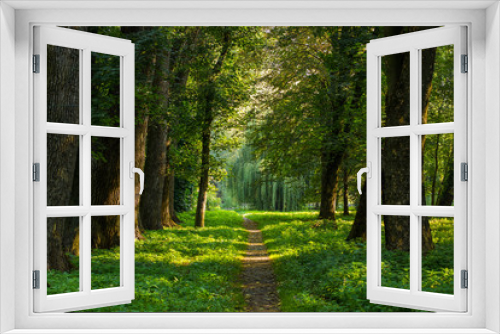 Fototapeta Naklejka Na Ścianę Okno 3D - fairy tale forest outdoor park nature scenery landscape of path alley way place for walking in morning fresh weather time with sun rays through tree branches