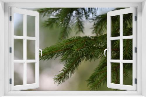 Fototapeta Naklejka Na Ścianę Okno 3D - Bäume, magisch und schön.