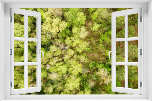 Fototapeta Naklejka Na Ścianę Okno 3D - Aerial drone view. Coniferous forest in early spring.