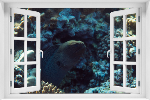 Fototapeta Naklejka Na Ścianę Okno 3D - Gymnothorax javanicus underwater in the ocean of egypt, underwater in the ocean of egypt, Gymnothorax javanicus underwater photograph underwater photograph,