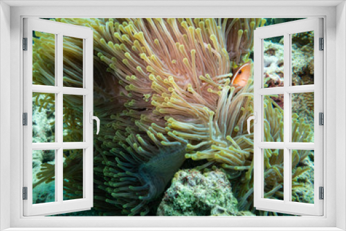 Fototapeta Naklejka Na Ścianę Okno 3D - Pink skunk clownfish, The Maldives