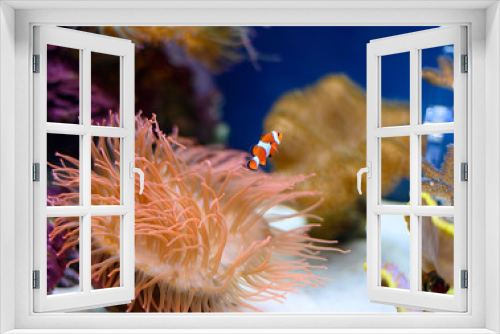 Fototapeta Naklejka Na Ścianę Okno 3D - clown fish in the aquarium