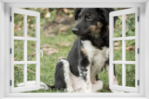 Fototapeta Naklejka Na Ścianę Okno 3D - Bohemian Spotted Dog puppy, lovely companion dog