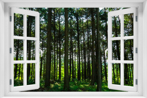 Fototapeta Naklejka Na Ścianę Okno 3D - forest 