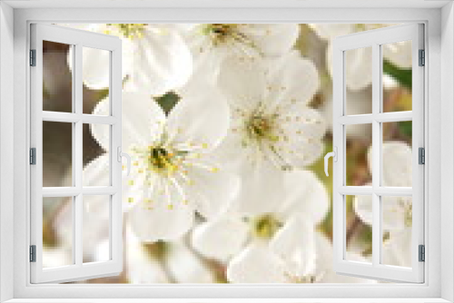 Fototapeta Naklejka Na Ścianę Okno 3D - Flowers blossom