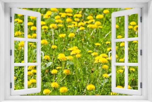 Fototapeta Naklejka Na Ścianę Okno 3D - Field of yellow dandelions. Spring flowers in sunny day