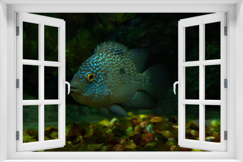 Fototapeta Naklejka Na Ścianę Okno 3D - tropical fish in an aquarium