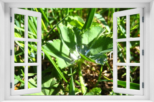 Fototapeta Naklejka Na Ścianę Okno 3D - green plant in the garden with dew
