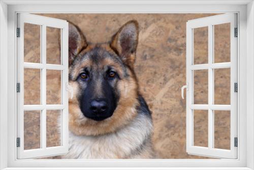 Fototapeta Naklejka Na Ścianę Okno 3D - Portrait of a dog breed shepherd on a wooden background
